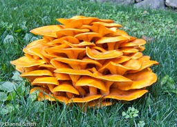 Omphalotus illudens8622