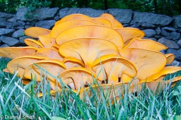 Omphalotus illudens8623