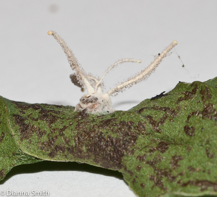 Ophiocordyceps sp.01520