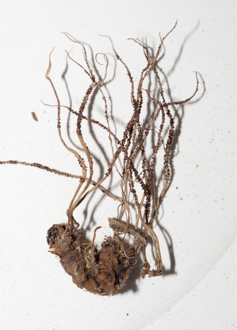 Ophiocordyceps michiganesis01509
