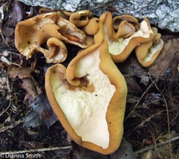 Otidea onotica2202