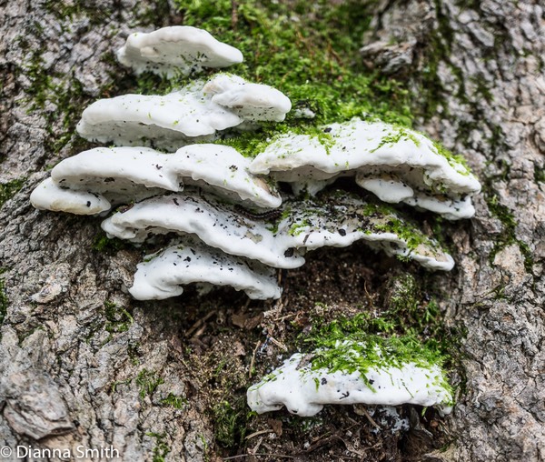 Oxyporus populinus01403