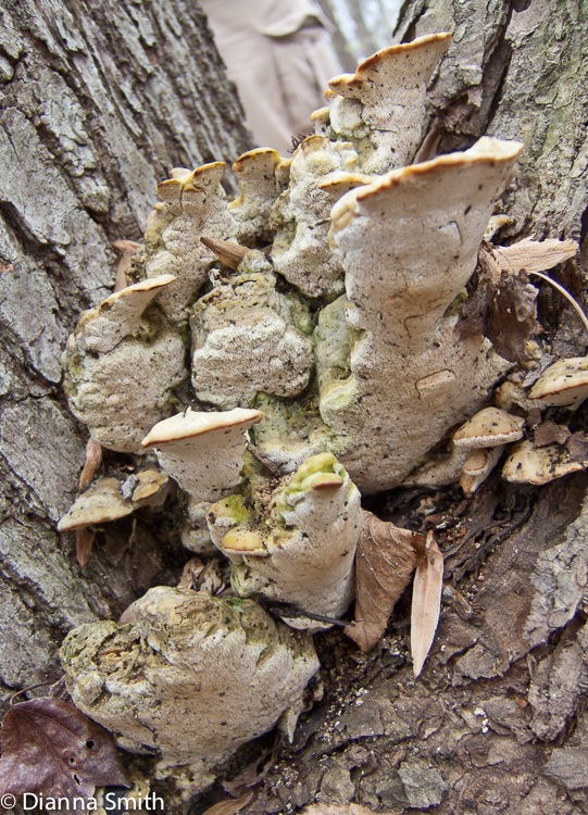 Oxyporus populinus8256