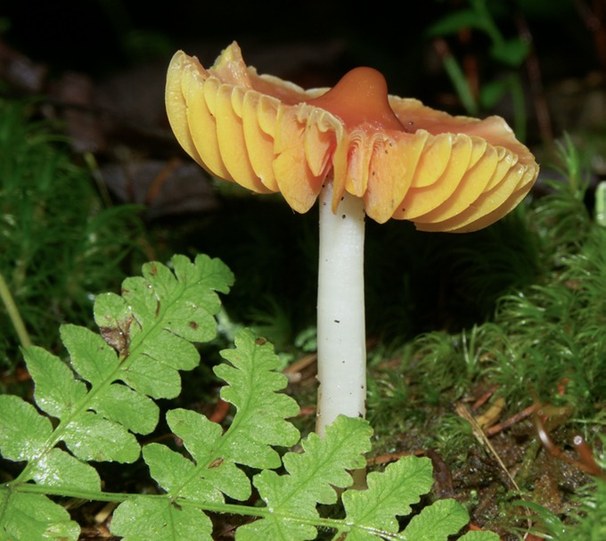 P DS Hygrocybe marginata1576