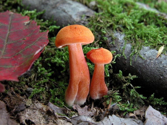 P DS Hygrocybe purpureofolius (Dad and Child)6938