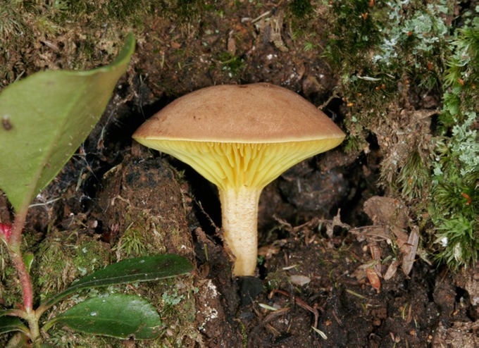 P DS Phylloporus rhodoxanthus 2606