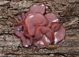 Pachyella clepeata03679