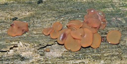 Pachyella clepeata4319