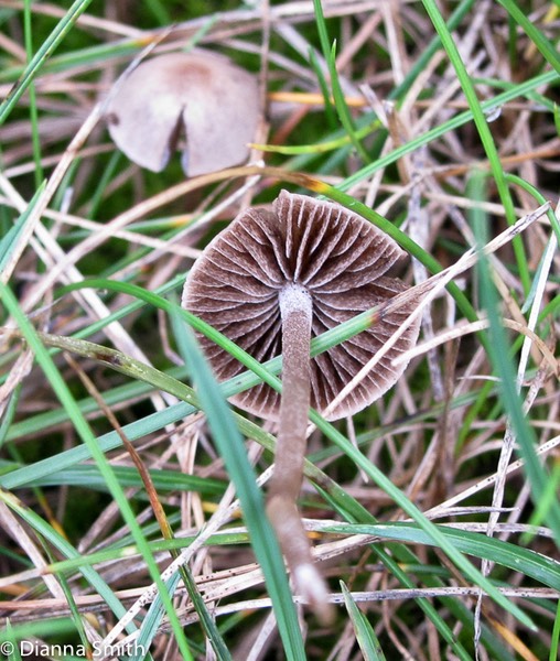 Panaeolina foenesecii (Panaeolus foenesecii) _1893