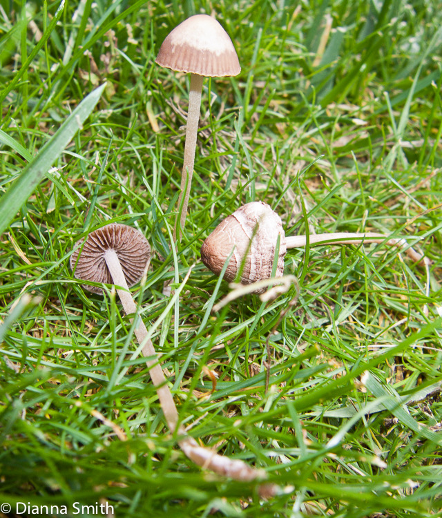 Panaeolus foenesecii8629