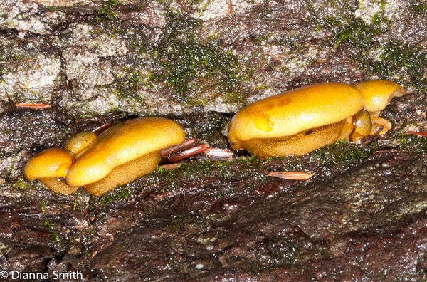 Panellus serotinus (syn. Sarcomyxa serotina) ()6575