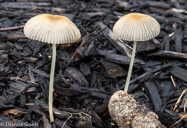 Parasola leiocephala 00193