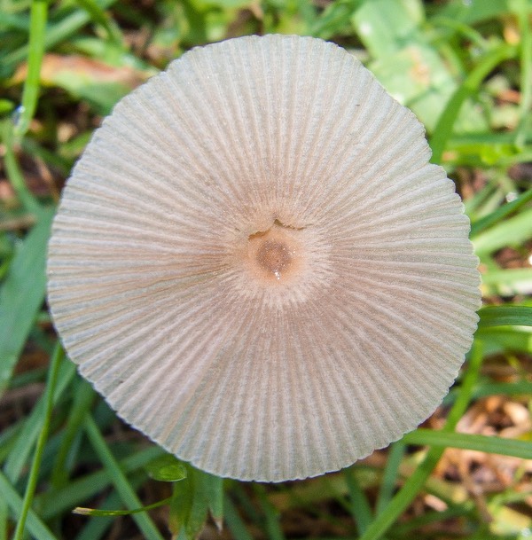 Parasola plicatilis oy3679