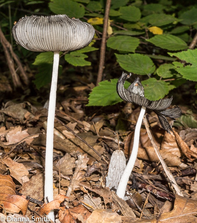 Parasola plicatilis02607