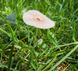 Parasola plicatilis3677