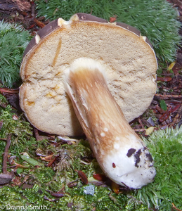 Xanthoconium affine var. affine