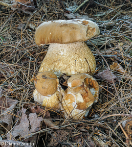 Boletus edulis group 08355