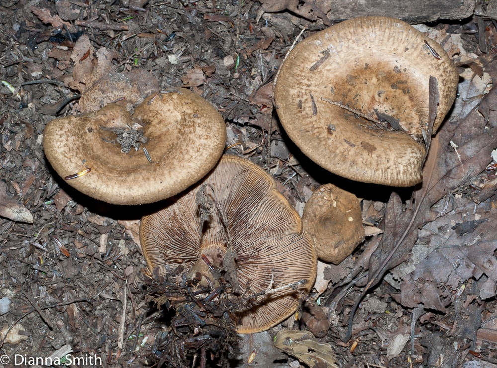 Paxillus involutus02894