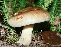 Paxillus involutus1550