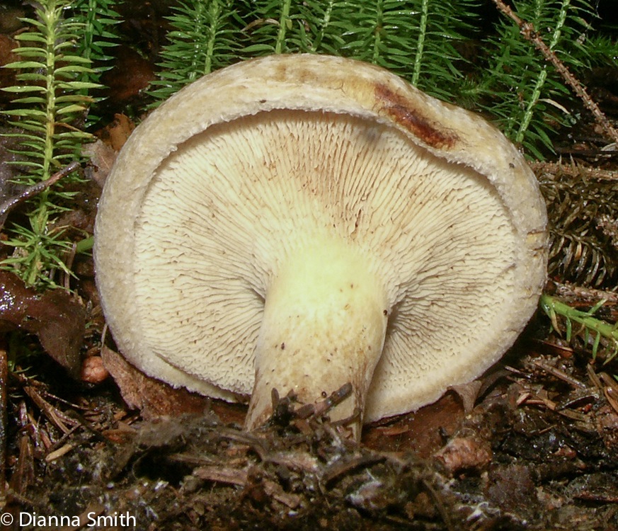 Paxillus involutus1552