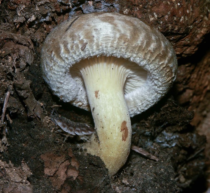 Paxillus involutus3467-2