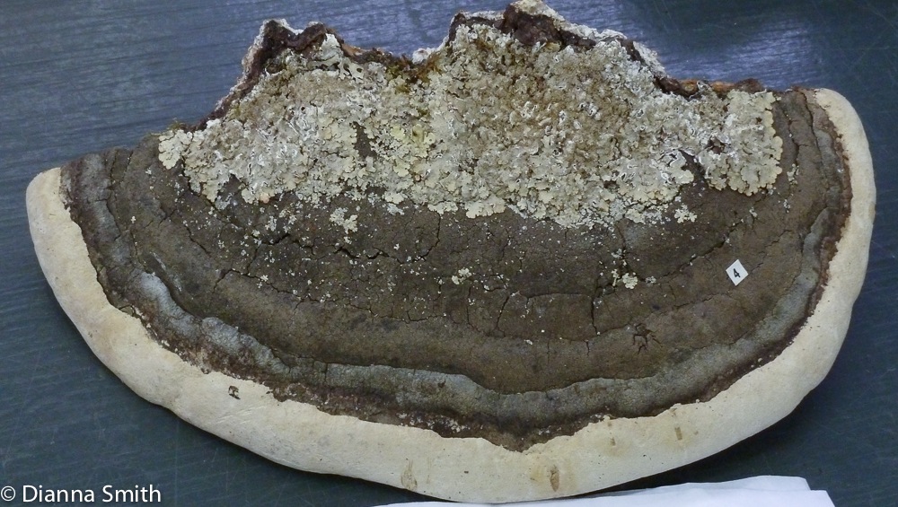 Perennioporia fraxinophilia1020319