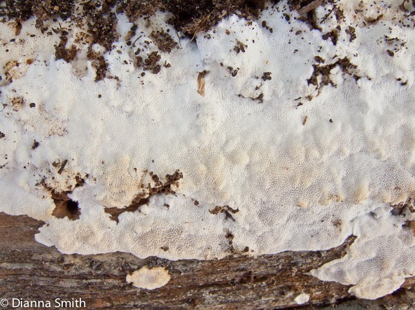 Perenniporia medulla-panis 0506