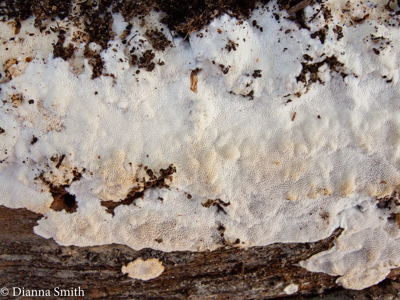 Perenniporia medulla-panis 8416