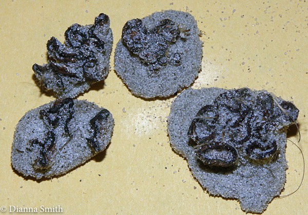 Peziza ammophila5358