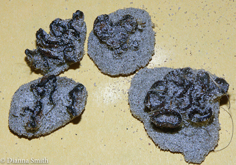 Peziza ammophila5358