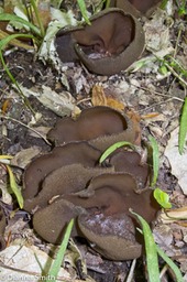 Peziza badio-confusa0175