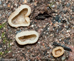 Peziza succosa 01369