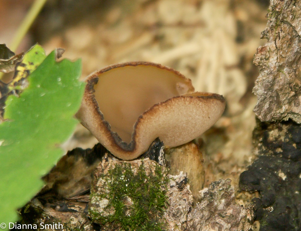 Peziza succosa6559