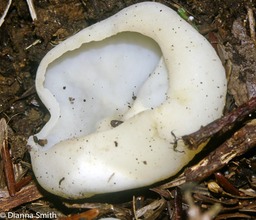 Peziza vesciculosa2480