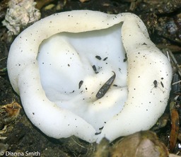 Peziza vesciculosa2484