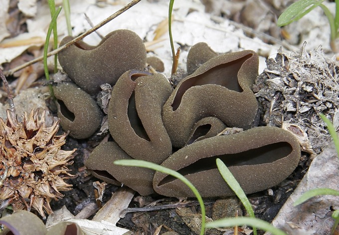 Peziza badio-confusa1906