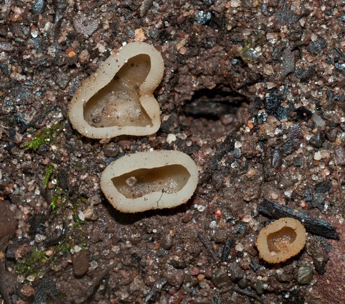 Peziza succosa01370