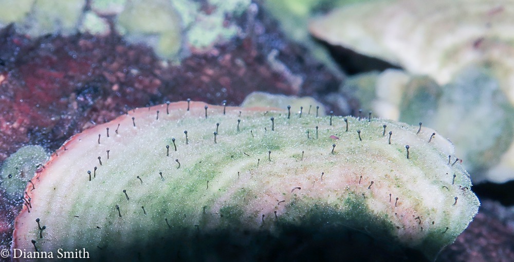 Phaeocalicium polyporaeum 0161