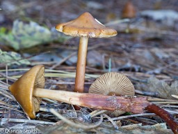 Phaeocollybia christinae1030033