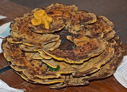 Phaeolus schweinitzii- dye musshroom01306