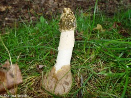 Phallus dupliticatus02045