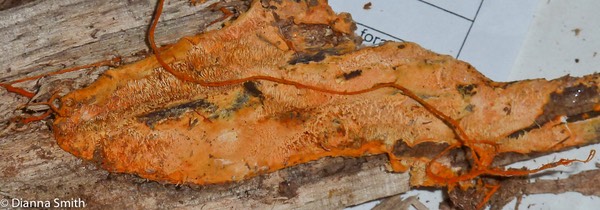 Phanerochaete chrysorhizum1020800