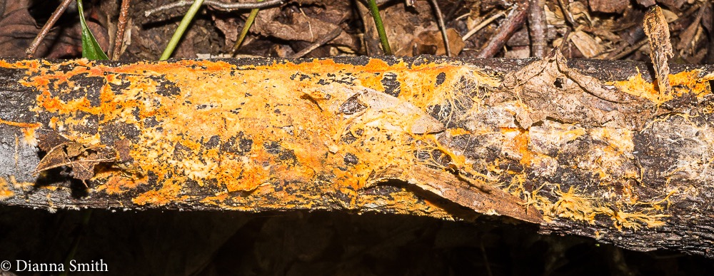 Phanerochaete chrysosporium 07705
