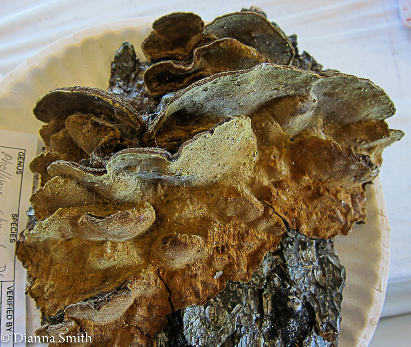 Phellinus chrysoloma 2502