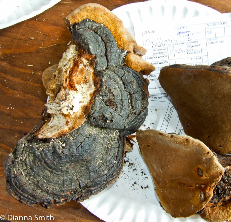 Phellinus cinereus 9507-1