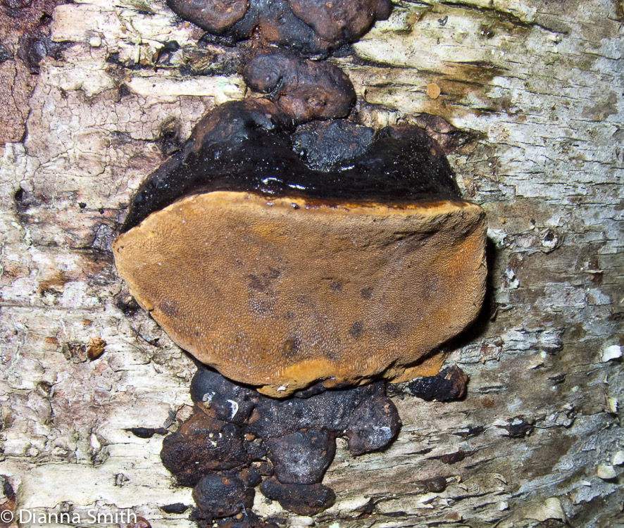Phellinus ignarius_1261