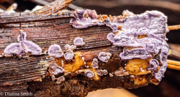 Phlebiopsis crassa 06539