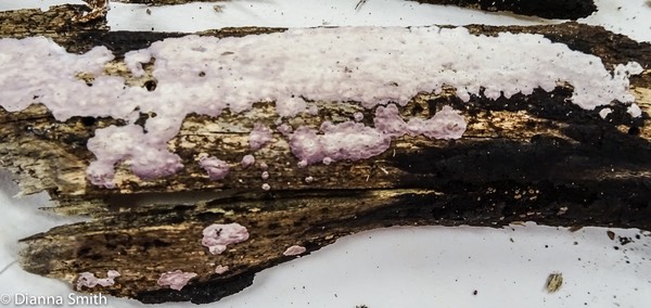 Phlebiopsis crassa (Porostereum crassum, Phanerochaete crassa) 03142