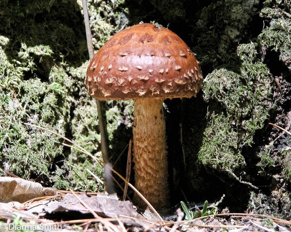 Pholiota albocrenulata0469