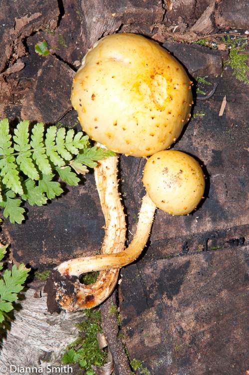Pholiota aurivella03531